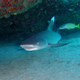 Whitetip reef shark.